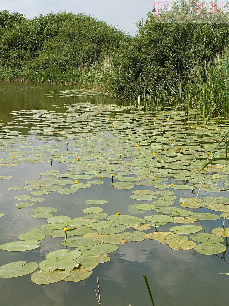Działka Sprzedaż Giżyn