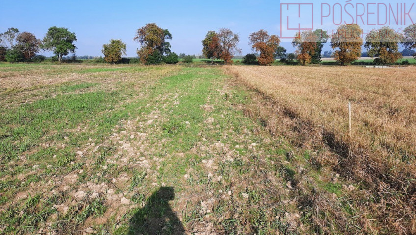 Działka Sprzedaż Kurów