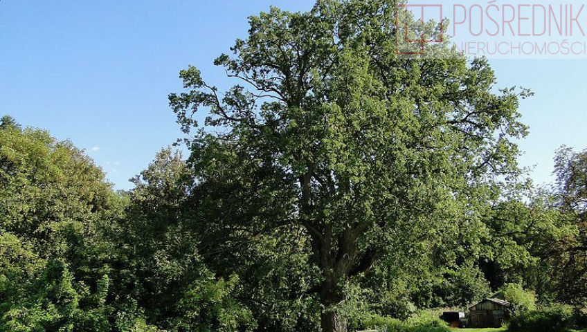 Działka Sprzedaż Kurów Na Klifie