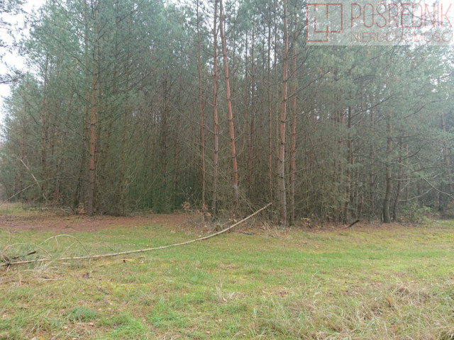 Działka Sprzedaż Starzyce