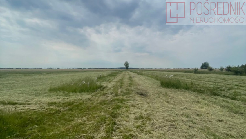 Działka Sprzedaż Wierzbno