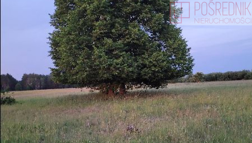 Działka Sprzedaż Lubczyna