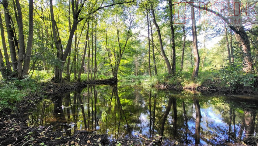 Działka Sprzedaż Staw